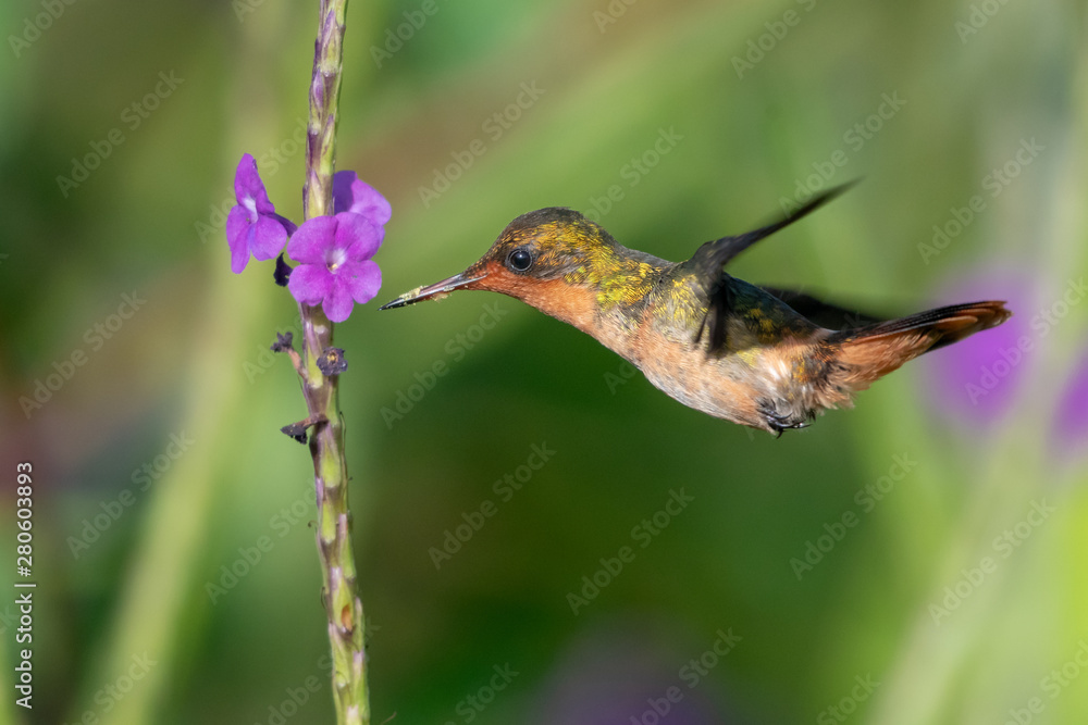 Fototapeta premium A female Tufted Coquette feeds on Vervein flower in a garden.