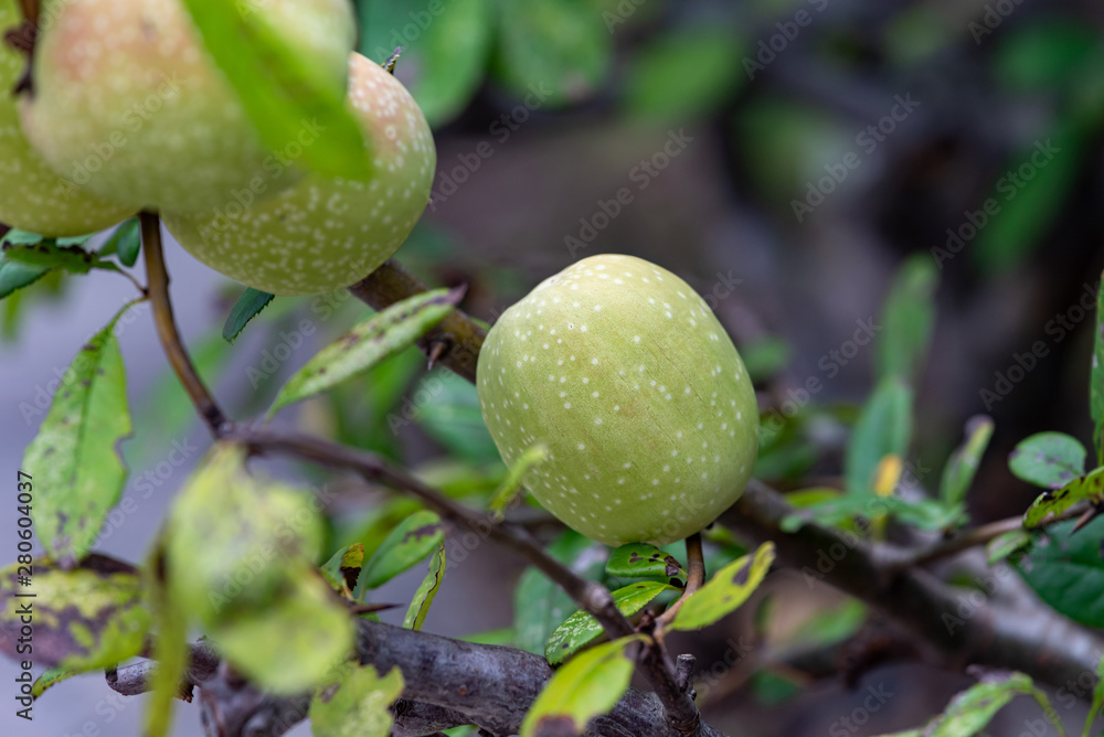 Young fruits of flowering quince, on the branch