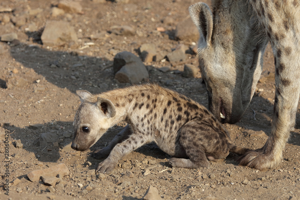 Tüpfelhyäne / Spotted Hyaena / Crocuta crocuta. Tüpfelhyäne / Spotted Hyaena / Crocuta crocuta.