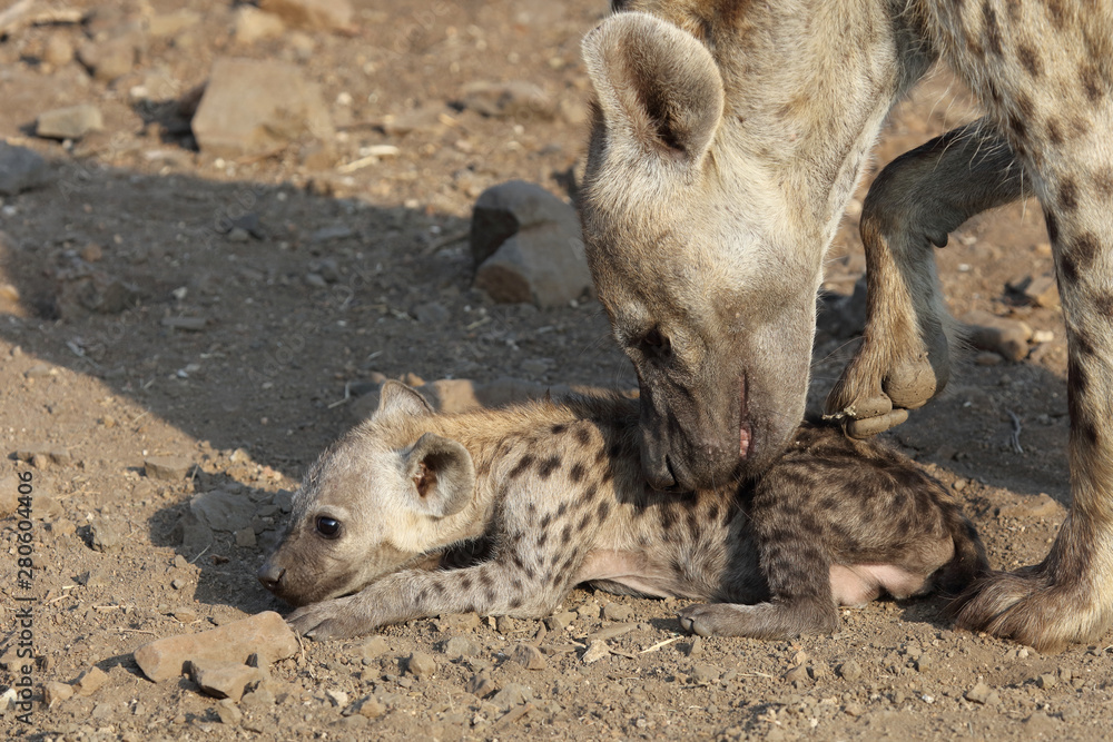 Tüpfelhyäne / Spotted Hyaena / Crocuta crocuta. Tüpfelhyäne / Spotted Hyaena / Crocuta crocuta.