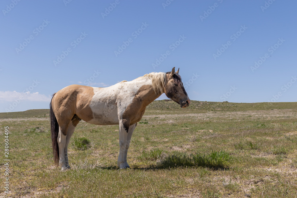 Wild Horse in the Utah Desert in Summer Wild Horse in the Utah Desert in Summer