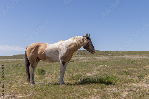Wild Horse in the Utah Desert in Summer © natureguy