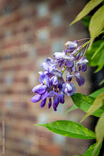 Wisteria