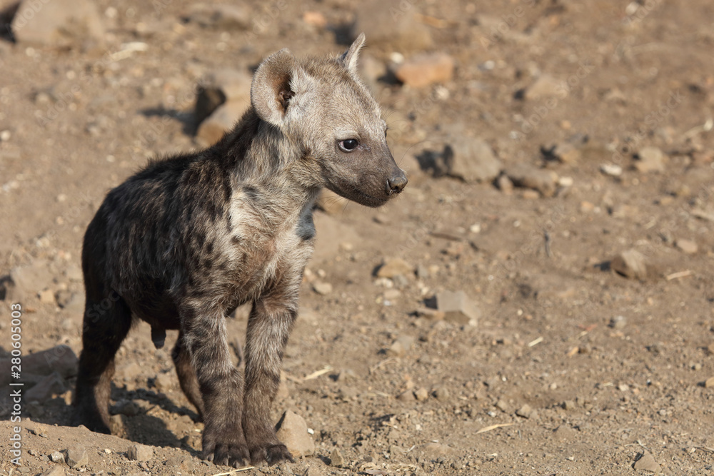 Tüpfelhyäne / Spotted Hyaena / Crocuta crocuta. Tüpfelhyäne / Spotted Hyaena / Crocuta crocuta.
