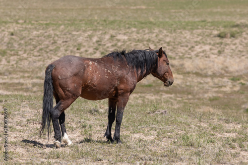 Wild Horse in the Utah Desert in Summer