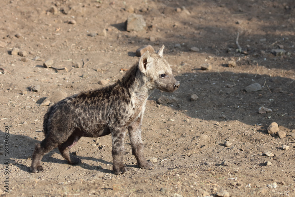 Fototapeta premium Tüpfelhyäne / Spotted Hyaena / Crocuta crocuta.