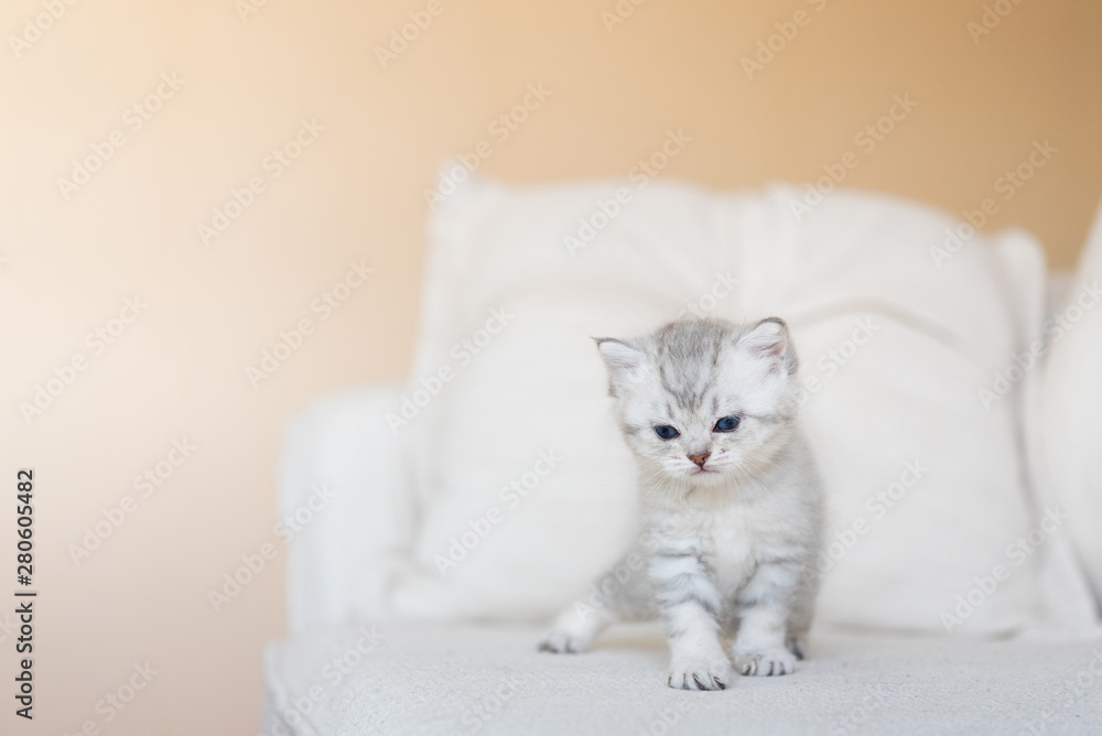 Cute kitten in home