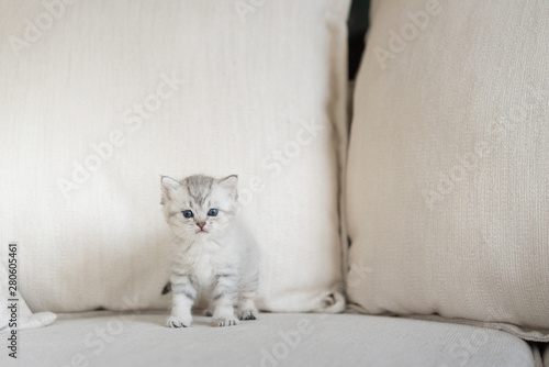 Cute kitten in home