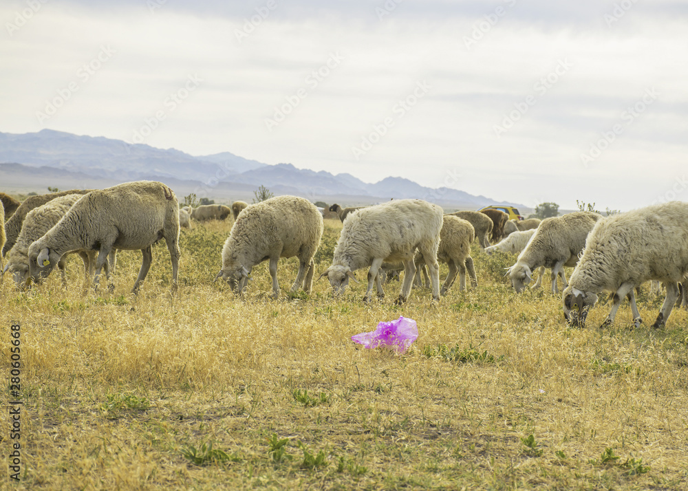 .A herd of sheep graze on the meadow in the open air. Garbage on pasture for animals. Sheep eat grass and plastic bags. Death of animals from garbage. Harm animals from humans.