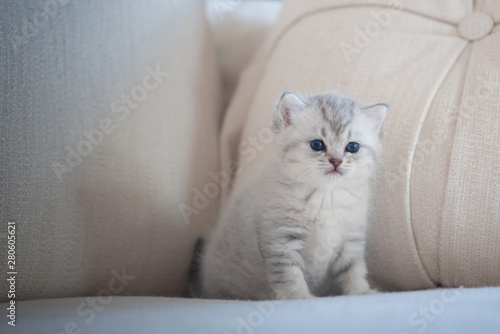 Cute lonely kitten
