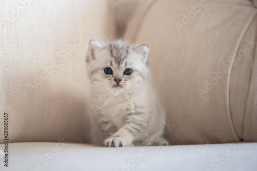 Cute lonely kitten