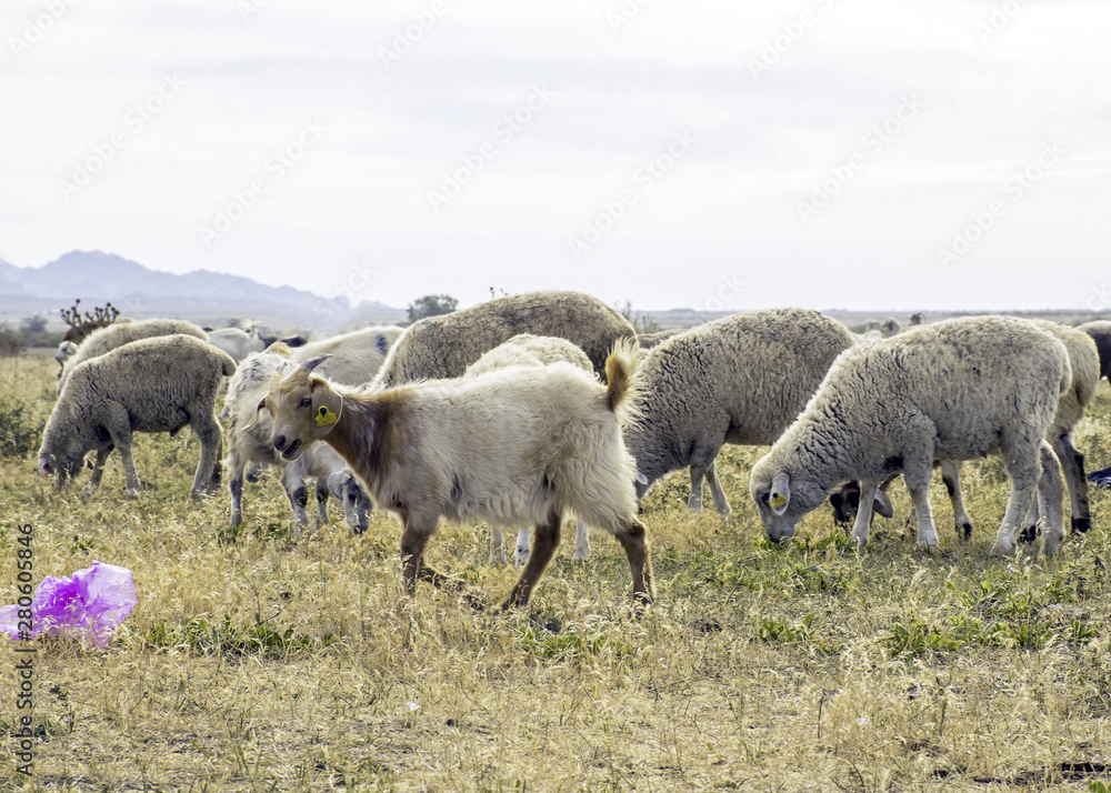 Fototapeta premium .A herd of sheep graze on the meadow in the open air. Garbage on pasture for animals. Sheep eat grass and plastic bags. Death of animals from garbage. Harm animals from humans.