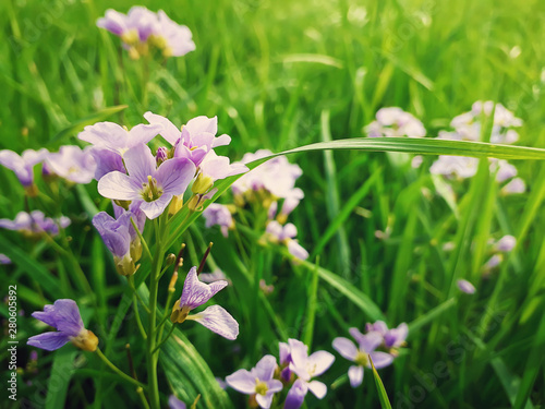 Close up of wild spring flower meadow. Composition of nature