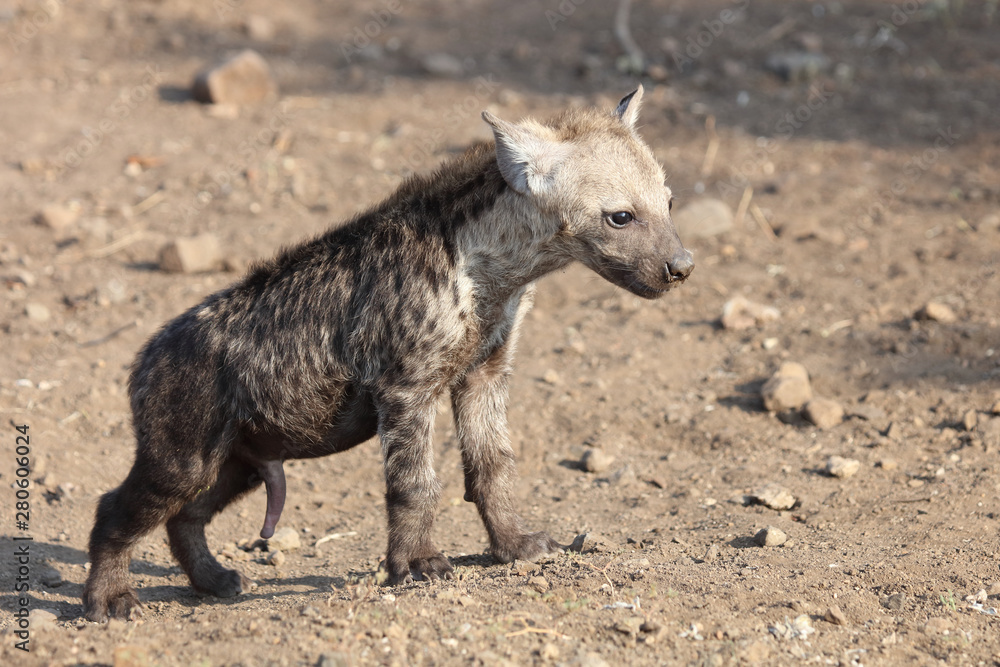 Tüpfelhyäne / Spotted Hyaena / Crocuta crocuta. Tüpfelhyäne / Spotted Hyaena / Crocuta crocuta.