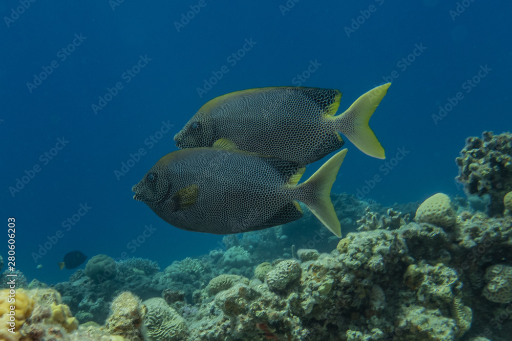 Fototapeta premium Fish swim in the Red Sea, colorful fish, Eilat Israel