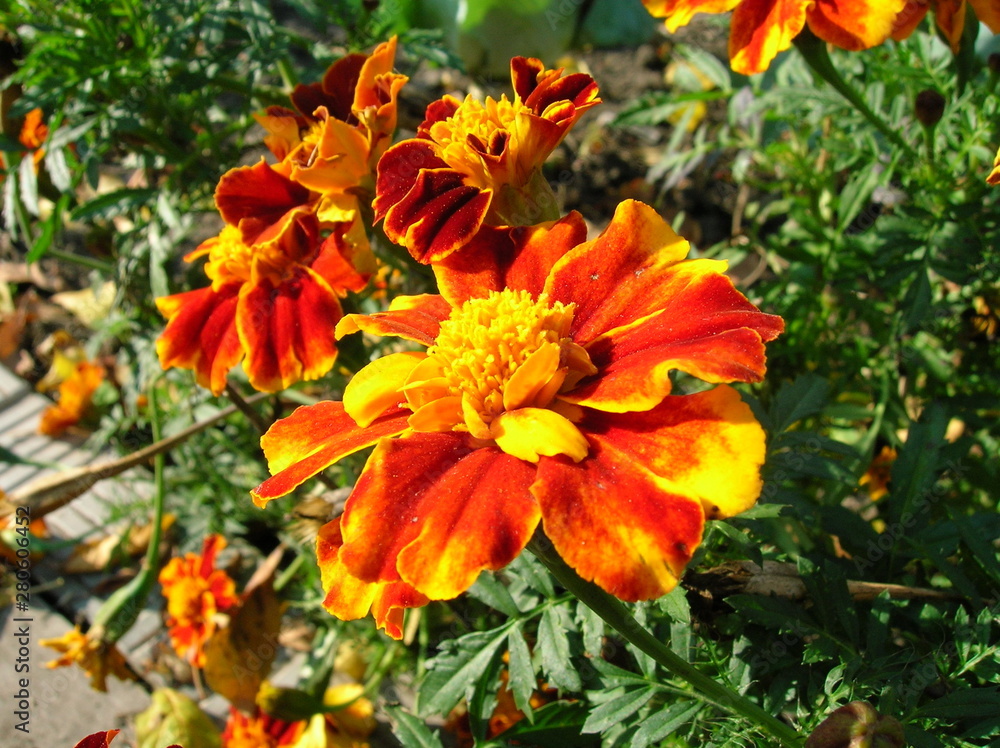 Orange flower in the garden Orange flower in the garden