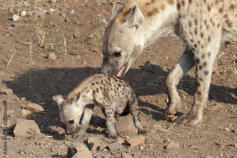Tüpfelhyäne / Spotted Hyaena / Crocuta crocuta. Tüpfelhyäne / Spotted Hyaena / Crocuta crocuta.