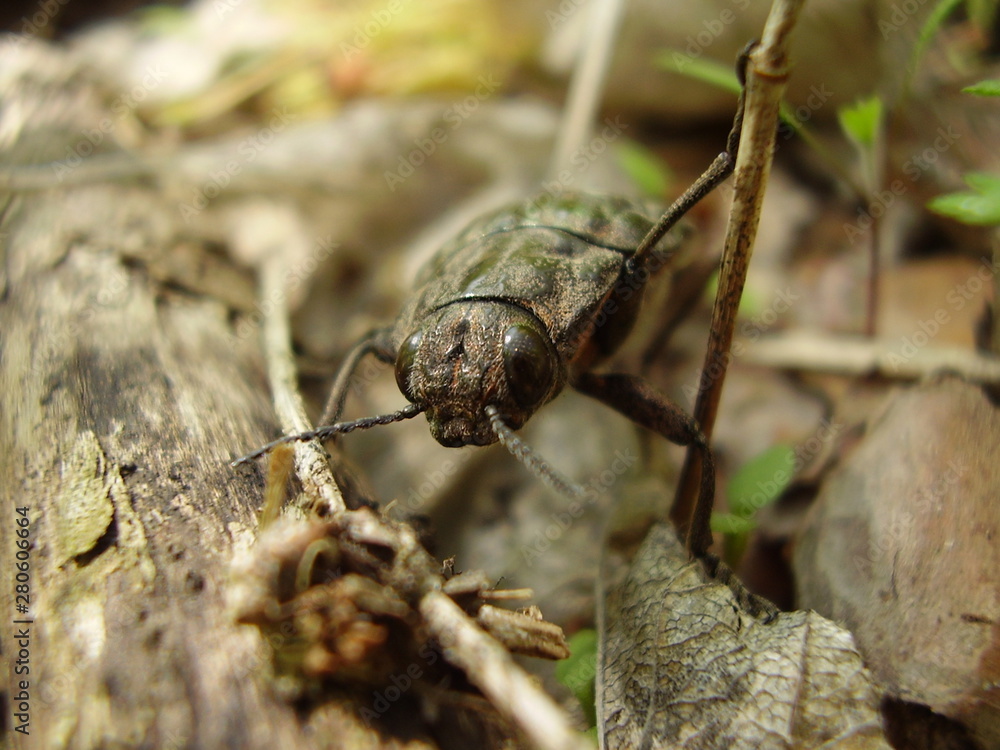 Chalcophora Mariana in a pine forest Chalcophora Mariana in a pine forest