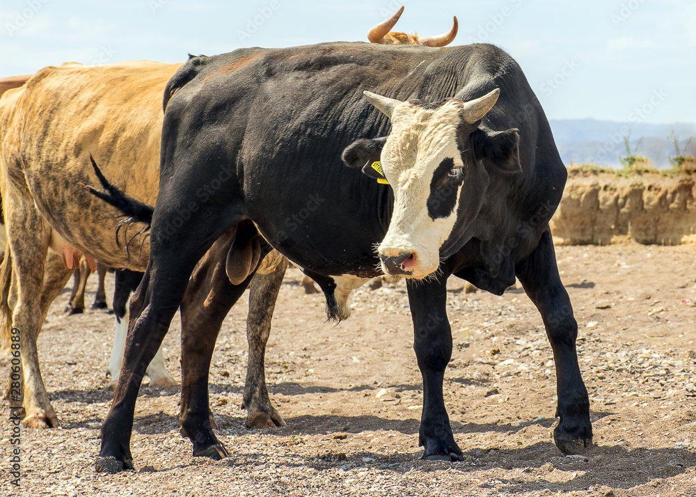 .A herd of cows grazing in the meadow in the open air. Pastures for animals. Cows eat grass. Angry bull guards cows. .A herd of cows grazing in the meadow in the open air. Pastures for animals. Cows eat grass. Angry bull guards cows.