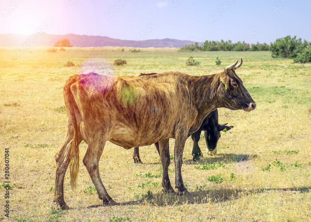 .A herd of cows grazing in the meadow in the open air. Pastures for animals. Cows eat grass. Angry bull guards cows. .A herd of cows grazing in the meadow in the open air. Pastures for animals. Cows eat grass. Angry bull guards cows.
