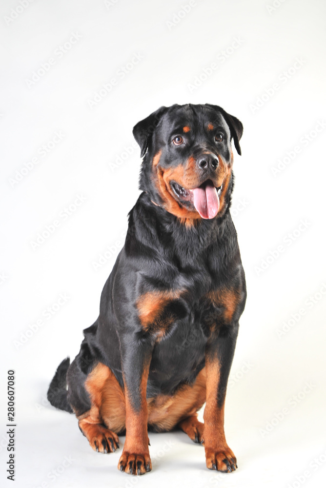 Rottweiler dog isolated on white background