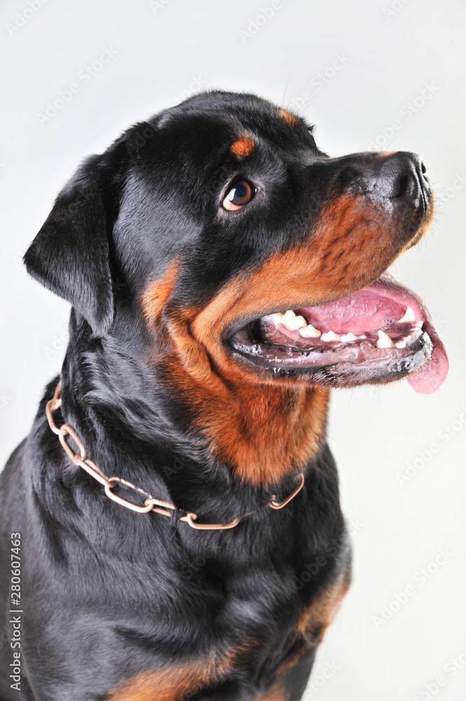 portrait of a rottweiler isolated on white background portrait of a rottweiler isolated on white background