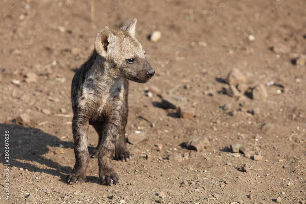 Tüpfelhyäne / Spotted Hyaena / Crocuta crocuta. Tüpfelhyäne / Spotted Hyaena / Crocuta crocuta.