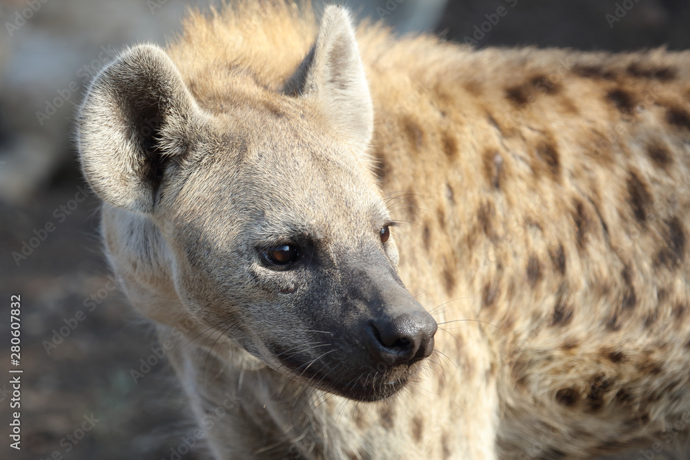 Tüpfelhyäne / Spotted hyaena / Crocuta crocuta Tüpfelhyäne / Spotted hyaena / Crocuta crocuta