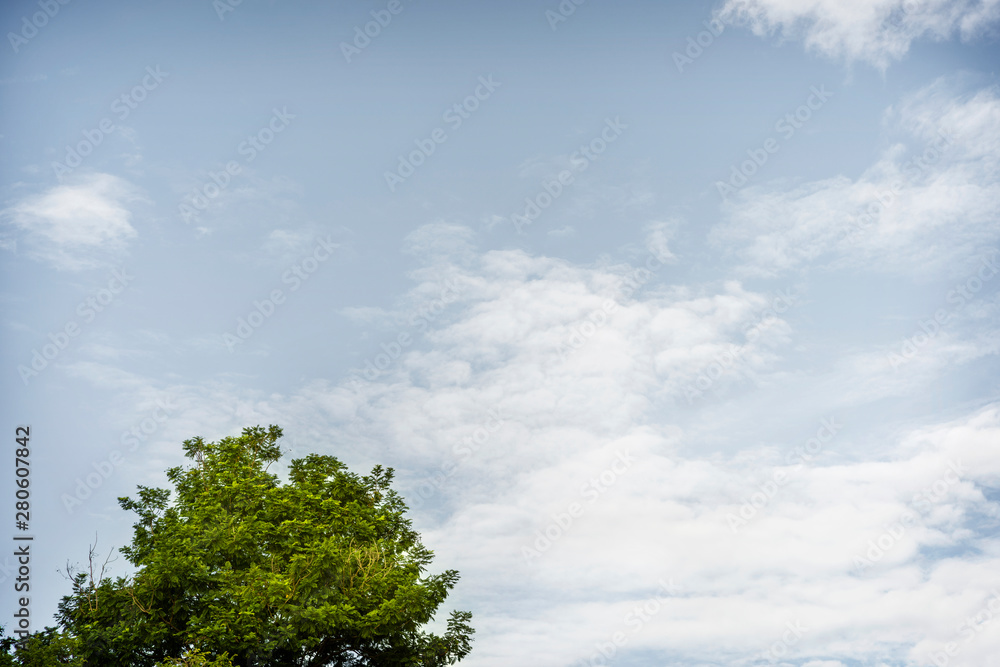 Tree and blue sky color with clouds background Tree and blue sky color with clouds background