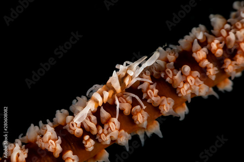 Zanzibar whip coral shrimp - Dasycaris zanzibarica
