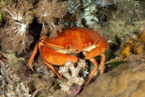 a species of crab that lives in the Indo-Pacific, from Hawaii to the Red Sea and South Africa, Carpilius convexus