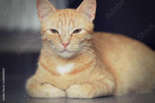 Chat roux