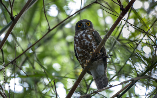 Brown Hawk-owl; Ninox scutulata photo