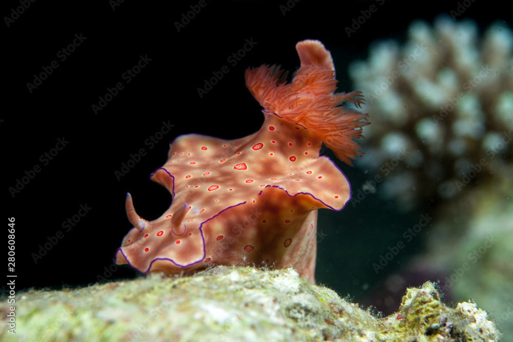 Ceratosoma trilobatum is a species of colorful dorid nudibranch, a sea