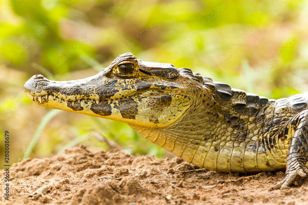 Fototapeta premium Alligator