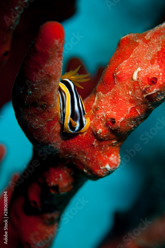 Chromodoris quadricolor, magnifica, sp24, annae Bergh photo