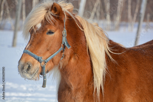 Miniature horses are the size of a very small pony, many retain horse characteristics and are considered horses by their respective registries. They have various colors and coat patterns photo