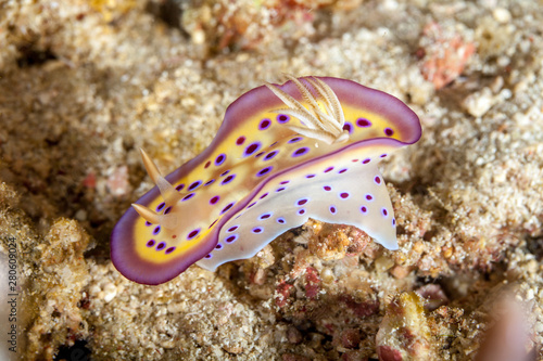 Goniobranchus kuniei is a species of very colourful sea slug