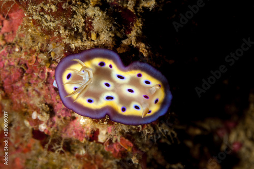 Hypselodoris tryoni is a species of sea slug