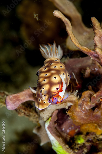 Hypselodoris tryoni is a species of sea slug, with an emperor shrimp, Periclimenes imperator photo