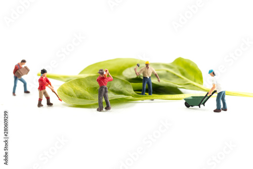 People Working with Food, Miniature people harvesting Spinach/Green Leaves, construction site