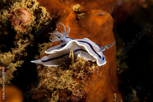 Chromodoris willani Rudman photo