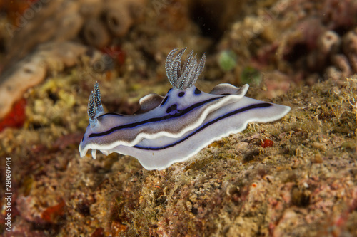 Chromodoris willani Rudman photo