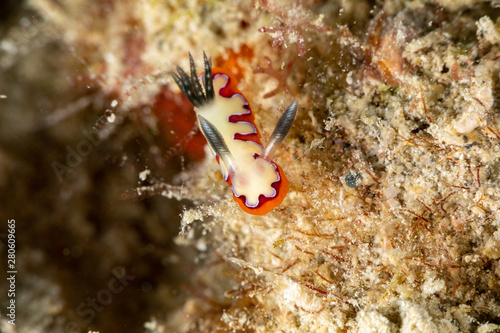 faithful sea slug, Chromodoris fidelis, Goniobranchus fidelis, is a species of colourful sea slug, a dorid nudibranch, a marine gastropod mollusc in the family Chromodorididae