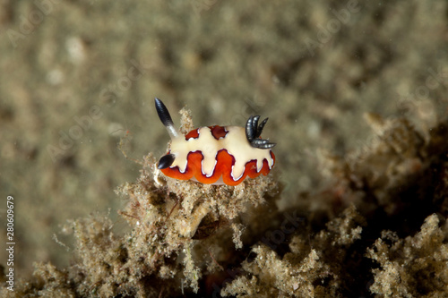 Faithful sea slug, Goniobranchus fidelis, Chromodoris fidelis photo