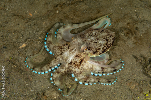 Coconut octopus and veined octopus, Amphioctopus marginatus is a medium-sized cephalopod belonging to the genus Amphioctopus