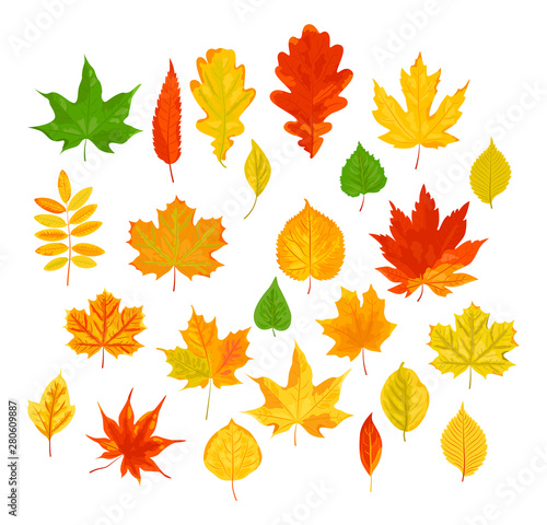 Bright autumn leaves set. Vector illustration isolated on white background. Flat style design.