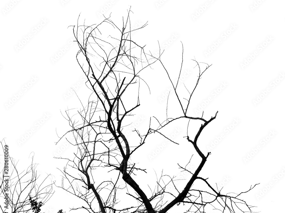 Obraz premium Dead tree shape on the white sky