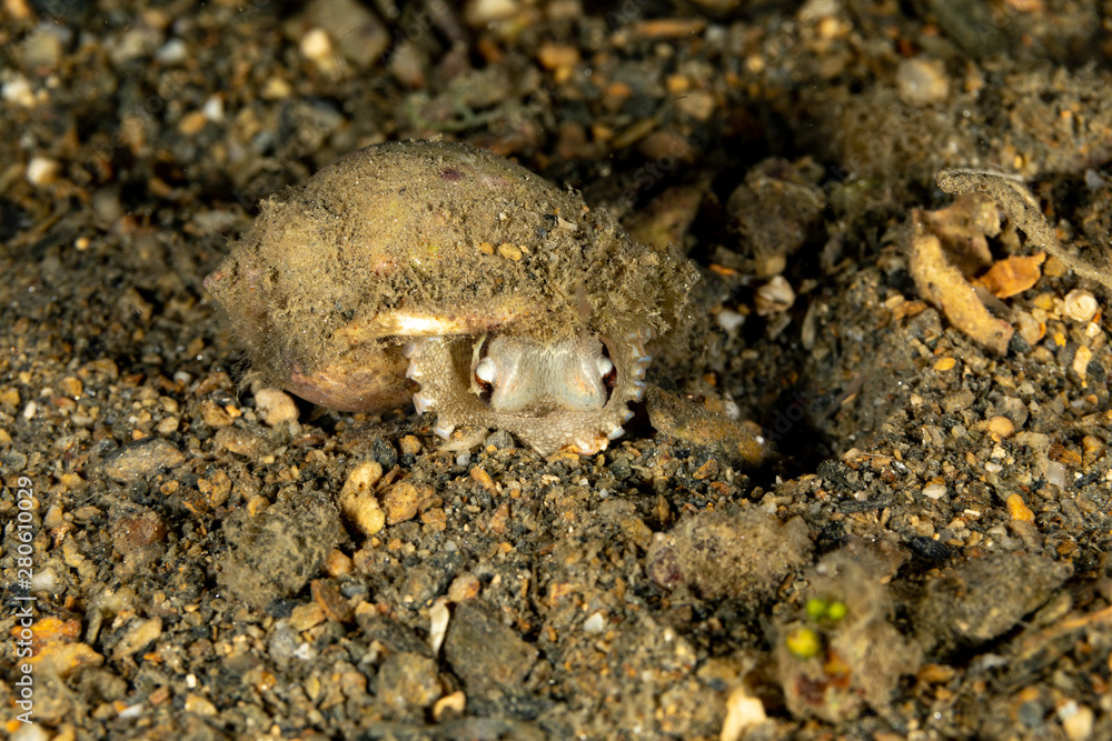 Coconut octopus and veined octopus, Amphioctopus marginatus is a medium-sized cephalopod belonging to the genus Amphioctopus Coconut octopus and veined octopus, Amphioctopus marginatus is a medium-sized cephalopod belonging to the genus Amphioctopus