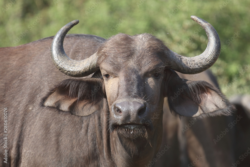 Fototapeta premium Kaffernbüffel / Buffalo / Syncerus caffer